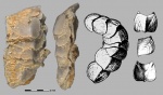 Хитон ?Gryphochiton sp.