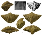 Gjelispinifera gerasimovi