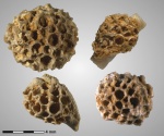 Sutherlandia gzheliensis