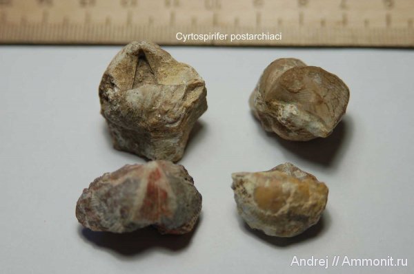 девон, Devonian, плеченогие, Cyrtospirifer, Spiriferida