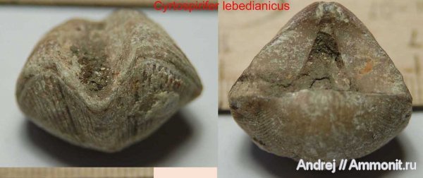 девон, Devonian, плеченогие, Cyrtospirifer, Галичья гора, Spiriferida