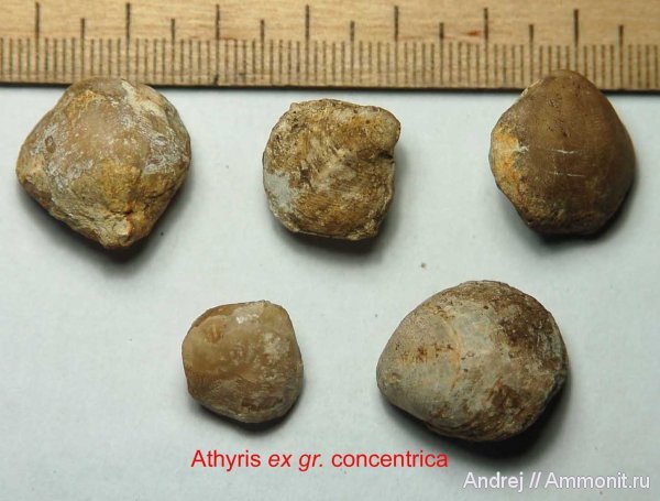 девон, Devonian, плеченогие, Athyris, Athyridida