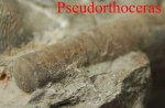 Pseudorthoceras