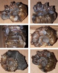 Douvilleiceratidae: Diadochoceras nodosocostatum. Меловой период. Аптский ярус.