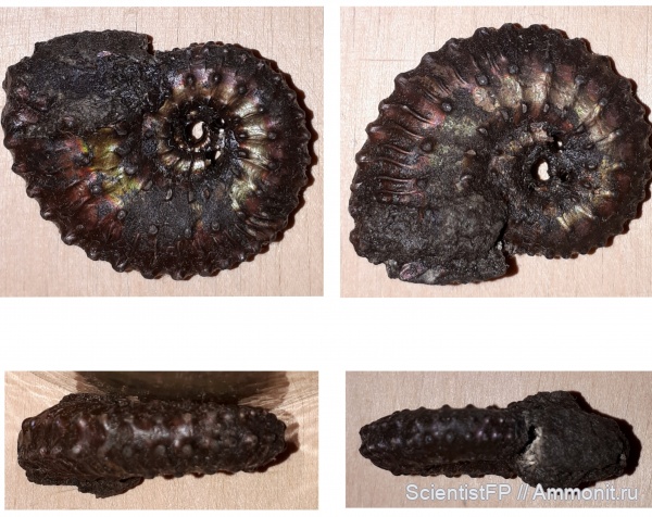 юра, Михайлов, Kosmoceras, келловей, Рязанская область
