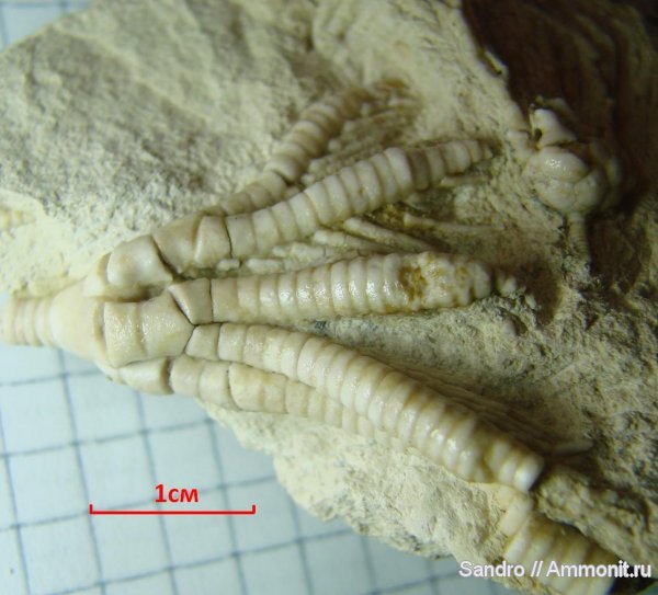 морские лилии, криноидеи, Pegocrinus, прижизненные повреждения