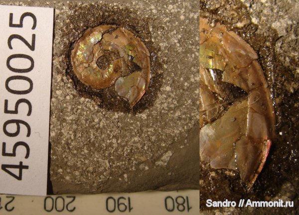 аптихи, Aconeceras, Lamellaptychus, Aptychi, Aptian