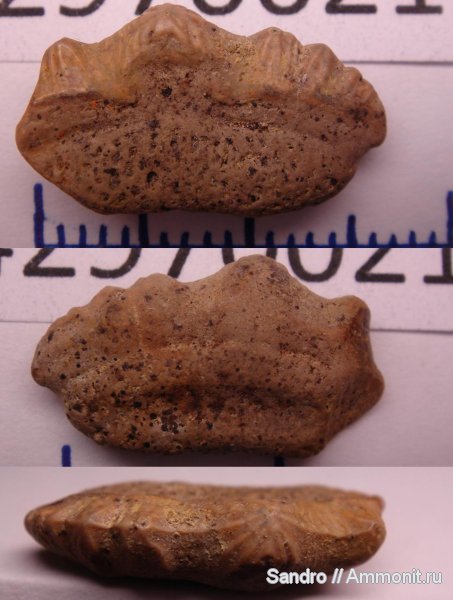 Polyacrodus