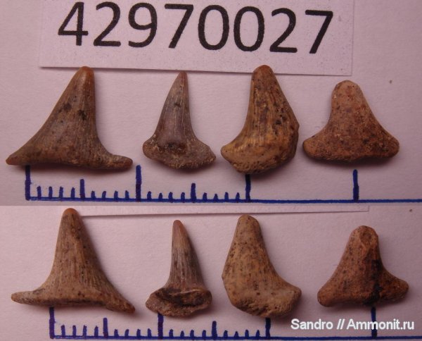 Hybodus, Meristodon