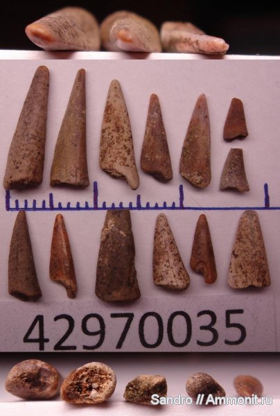 Protosphyraena