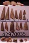 42970035-Protosphyreana или Ichthyodectiformes 42970035-Protosphyreana или Ichthyodectiformes