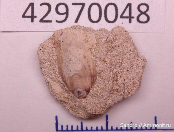 Lingula, Lingulida
