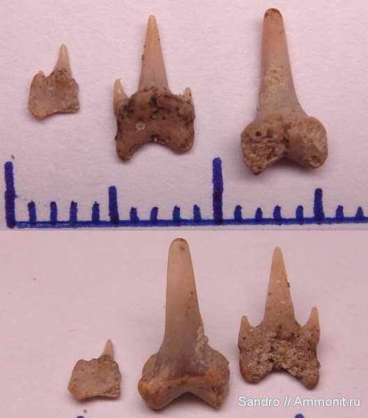 Eostriatolamia, сеноман, Cenomanian
