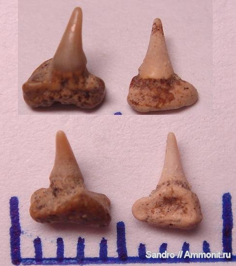Paraorthacodus