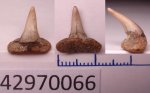 42970065 - Paraorthacodus 42970065 - Paraorthacodus