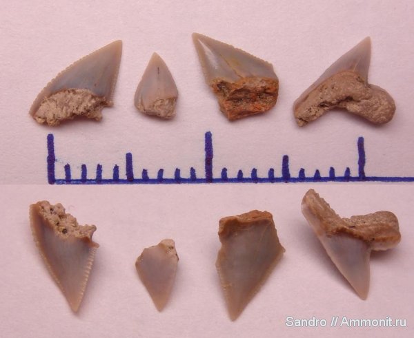 Palaeoanacorax
