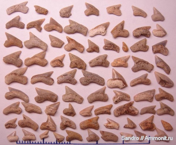 Palaeoanacorax