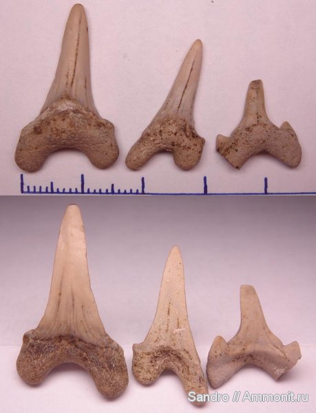 Cretalamna, Cretoxyrhina
