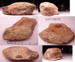 42970070 - зубная пластина химеры Elasmodus 42970070 - зубная пластина химеры Elasmodus