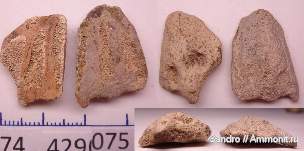 химеры, Ischyodus, Chimaeriformes