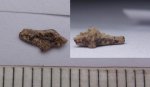 14970015 -Cederstroemia 14970015 -Cederstroemia