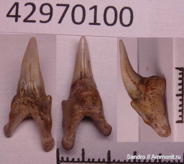 Leptostyrax