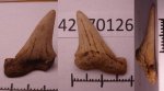 42970126 Cretoxyrhina denticulata 42970126 Cretoxyrhina denticulata