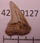 42970127 - Cretoxyrhina denticulata 42970127 - Cretoxyrhina denticulata