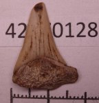 42970128 - Cretoxyrhina denticulata 42970128 - Cretoxyrhina denticulata
