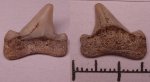 42970129 - Cretoxyrhina denticulata или Cretalamna 42970129 - Cretoxyrhina denticulata или Cretalamna