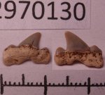 42970130 - Cretalamna appediculata 42970130 - Cretalamna appediculata