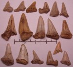 42970131 - Cretoxyrhina denticulata 42970131 - Cretoxyrhina denticulata