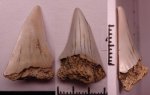 42970132 - Cretoxyrhina denticulata 42970132 - Cretoxyrhina denticulata