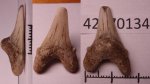42970134 - Cretoxyrhina denticulata 42970134 - Cretoxyrhina denticulata