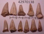42970138 - Cretoxyrhina denticulata 42970138 - Cretoxyrhina denticulata