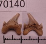 42970140 - Cretoxyrhina denticulata (?) 42970140 - Cretoxyrhina denticulata (?)