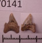 42970141 - Cretoxyrhina denticulata 42970141 - Cretoxyrhina denticulata