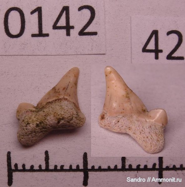 Lamniformes