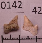 42970142 - LamnIformes 42970142 - LamnIformes