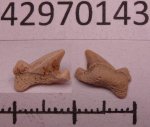 42970143 - Lamniformes 42970143 - Lamniformes