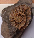 16900004 - Arcthoplites sp.