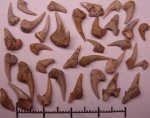 42970148 - Leptostyrax macrorhiza