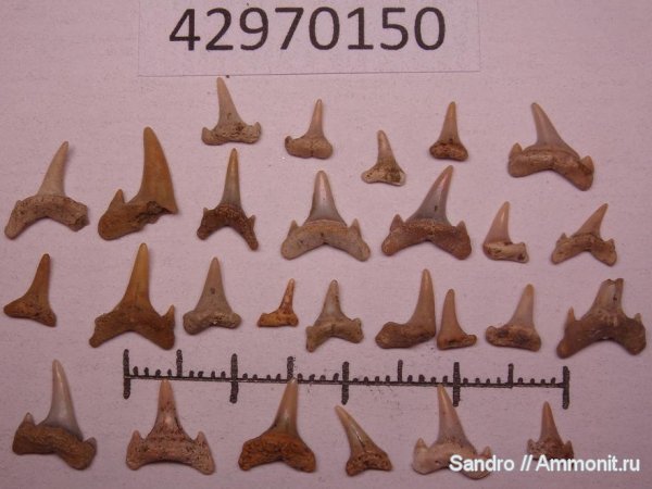 Eostriatolamia
