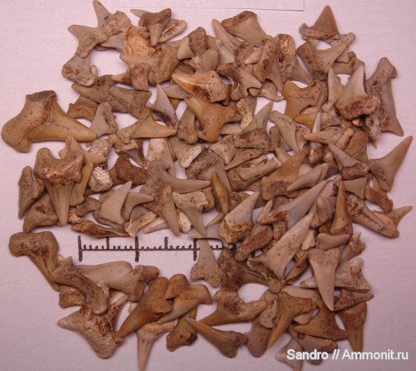 Cretoxyrhina, Protolamna, Archaeolamna