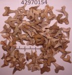 42970154 - Archaeolamna 42970154 - Archaeolamna