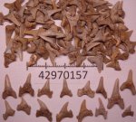 42970157 - Archaeolamna 42970157 - Archaeolamna
