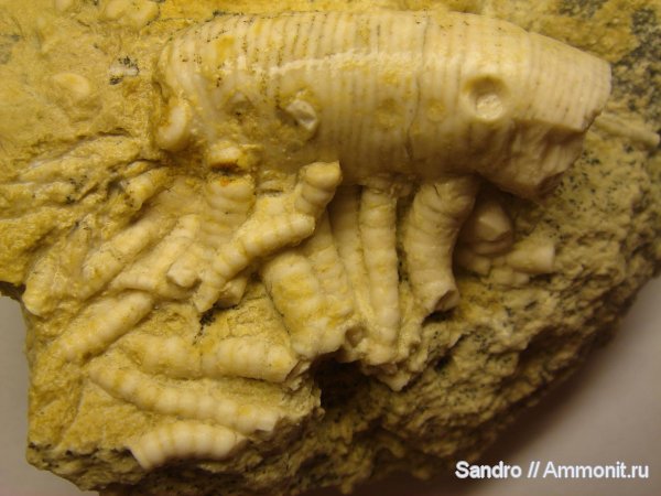 Synerocrinus