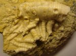 35550002 - Synerocrinus