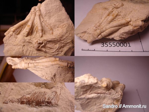 Pegocrinus