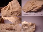 35550001 - Pegocrinus